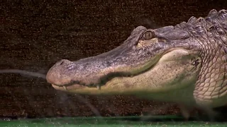 AMERICA'S GOT TALENT- LEAK: Lord Nil Nearly Eaten Alive By Alligators In Dangerous Stunt