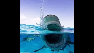 Spear fisherman fights off hungry shark! CRAZY!