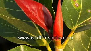 Banyan Tree or Ficus benghalensis foliage and leaves in close up - Sacred tree in India