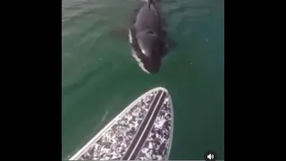 Scottish Guy Reacting To A Killer Whale In The Loch 🏴󠁧󠁢󠁳󠁣󠁴󠁿 #Scottish #KillerWhale