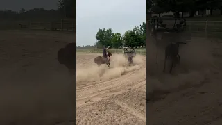 Shorts, Roping Dummy, and some Dust to make up a perfect evening #horse #teamroping #rodeo #hotheels