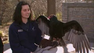 Cool Critters: Turkey Vultures - KQED QUEST