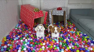 Happy Dogs Get HUGE Ball Pit for Christmas! Cute Dogs Maymo, Potpie & Penny Christmas Surprise