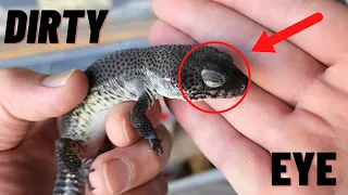 How to clean Leopard Geckos eyes | 2022