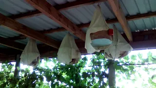 Пение перепела обыкновенного (бедана).  Singing common quail (bedan).