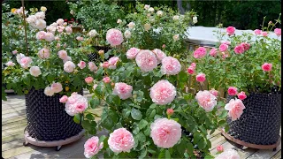 Roses on the Patio - Spring 2024 Tour