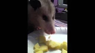 Pet possum eating apple