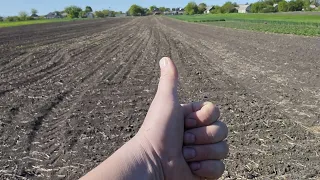 стан перші всходи соя 🌱 стан перші всходи кукурудза піонер 8816🌽  пшениця пізній посів  стан 🌾