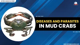 Diseases and parasites in Mud crabs