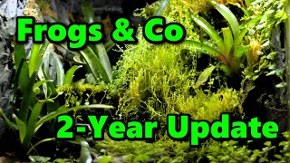 Two Years Later - My Thoughts on the ExoTerra Frogs & Co Vivarium