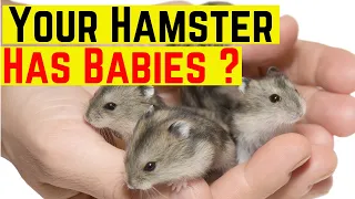 Your Hamster Has Babies  ♥️ ♥️