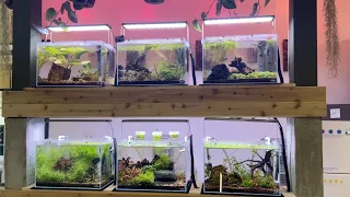 Aquascape Studio and Supply - Store Visit Highlights