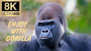 Gorilla In Jungle Beautiful Video In 8K |Discovery Wild|