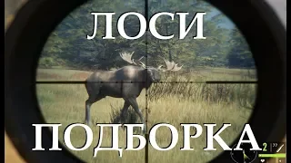 Охота TheHunter Call of the Wild БОЛЬШАЯ ПОДБОРКА ТРОФЕЕВ ЛОСИ  часть 9 # 49