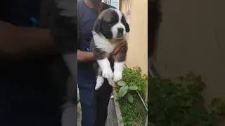 Saint Bernard Female Puppy 32 days