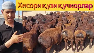 Асил чупон хисори к,узи к,учк,орлари келди.