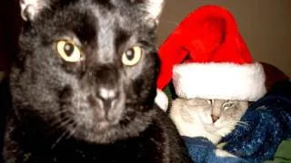 Talking Kitty Cat 24 - What's Christmas?