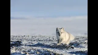 Cute and Funny Playing Arctic Fox 💖 Videos Compilation 💖 Animals Funny