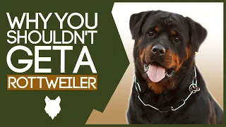 ROTTWEILER! 5 Reasons Why You SHOULD NOT Get a Rottie!