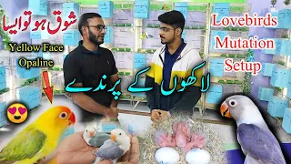 Lovebirds Mutation Setup Visit | Ahmed & Sons Aviary | Mumtaz Love Birds Setup in Karachi Pakistan