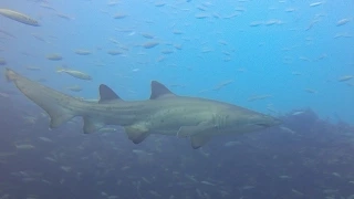 Shark dive in Sydney Australia with Grey Nurse - Sand Tiger Sharks