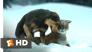 A Dog's Way Home (2018) - Fun in the Snow Scene (4/10) | Movieclips