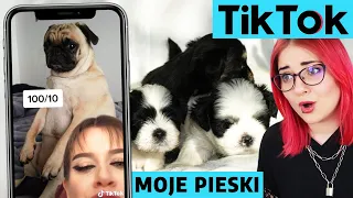 Oglądam NAJLEPSZE POLSKIE TIK TOKI z PIESKAMI 🐶