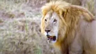 Lions Awake Wildlife with Ferocious Morning Roars | BBC Studios