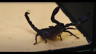 WHAT IF THE SCORPION SEES LEECH? LEECH VS SCORPION