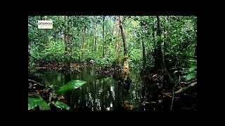 ᴴᴰ Dschungelfieber   Reise zu den Monstern in den Amazon Doku Deutsch