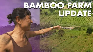 10,000 Bamboo Plants so far (2023)