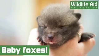 Baby fox cubs arrive at Wildlife Aid!