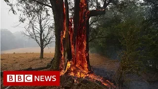 Australia fires: The animals struggling in the crisis  - BBC News