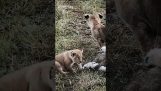 Baby Lioness - The Cutest Youngest Lion Cubs (Funny and Cute Animal Cubs)