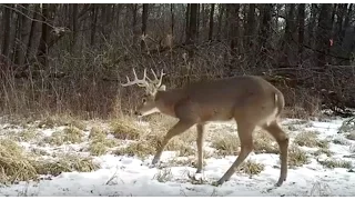 Use Common Sense to Manage Your Deer