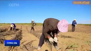 China is turning the Desert Into Productive Land.