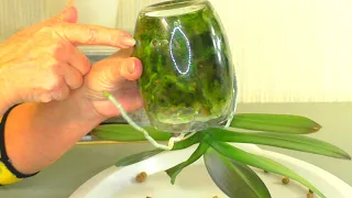 DISAPPOINTMENT in landing in GLASS. TRANSPLANTING Orchids from a GLASS POT TO A DOUBLE POT ...