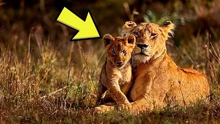 Ein verlassenes Löwenjunges, das um sein Leben kämpfte, bekommt die erstaunlichsteLeihmutter