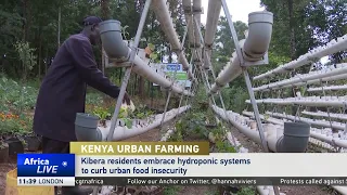 Residents in Kenya's largest slum embrace hydroponic systems to farm