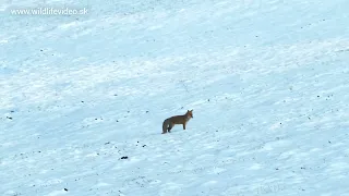 Líška (Vulpes vulpes)