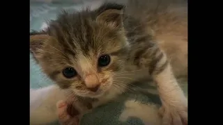 Cute kitten video complication 2021