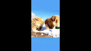 Дуэт двух котов Пухов Duet of two cats singers #Siberian_cats #Сибирские_кошки #cats