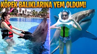 KÖPEK BALIKLARINA YEM OLDUM! | YUNUSLAR İLE DANS ETTİM