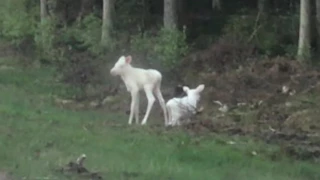 RARE- Baby Albino Moose Twins Captured on Video!