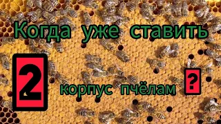 расширение пчёл,  ставим 2 корпус система рут. 05.05.24г. пасека Алтая