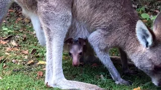 Cutest kangaroo joey pops it's head out of mother's pouch