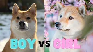 Male vs. Female Shiba Inu: Which One Is Better?