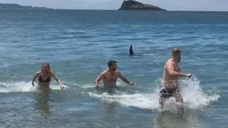 Swimmers run from water as killer whale swims towards shore