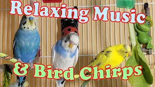 10 Hr Help Quiet Parakeets Sing Playing This, Cute Budgies Chirping. Reduce Stress of lonely Birds