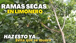 Si ves Ramas Secas en tu Limonero ⚡PELIGRO⚡ Haz esto y EVITA que se MUERA tu Planta de Limón